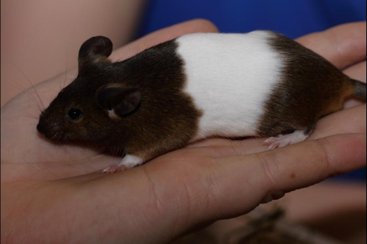 Dit zijn foto's gemaakt op de vijfde N.K.V. Bokaal, gehouden op 12 april 2015. Er waren ruim 260 knaagdieren ingeschreven. Op de foto's staan dit keer meer tamme ratten. De eerste keer dat ik Aly Bennink ratten zag keuren. De foto's zijn erg mooi geworden! Een Lakenvelder met gekleurde poten, rex gerbils, BEW rat, verkeerd gekleurde BEW wat ook wel BEC genoemd wordt. Helemaal top!
