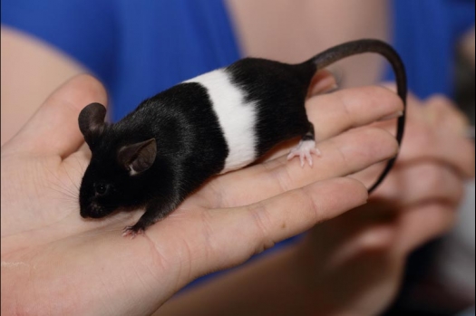 Dit zijn foto's gemaakt op de vijfde N.K.V. Bokaal, gehouden op 12 april 2015. Er waren ruim 260 knaagdieren ingeschreven. Op de foto's staan dit keer meer tamme ratten. De eerste keer dat ik Aly Bennink ratten zag keuren. De foto's zijn erg mooi geworden! Een Lakenvelder met gekleurde poten, rex gerbils, BEW rat, verkeerd gekleurde BEW wat ook wel BEC genoemd wordt. Helemaal top!
