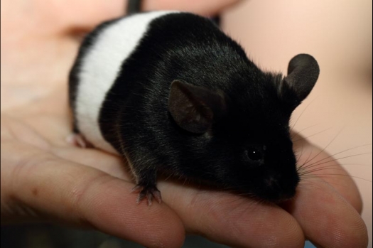 Dit zijn foto's gemaakt op de vijfde N.K.V. Bokaal, gehouden op 12 april 2015. Er waren ruim 260 knaagdieren ingeschreven. Op de foto's staan dit keer meer tamme ratten. De eerste keer dat ik Aly Bennink ratten zag keuren. De foto's zijn erg mooi geworden! Een Lakenvelder met gekleurde poten, rex gerbils, BEW rat, verkeerd gekleurde BEW wat ook wel BEC genoemd wordt. Helemaal top!
