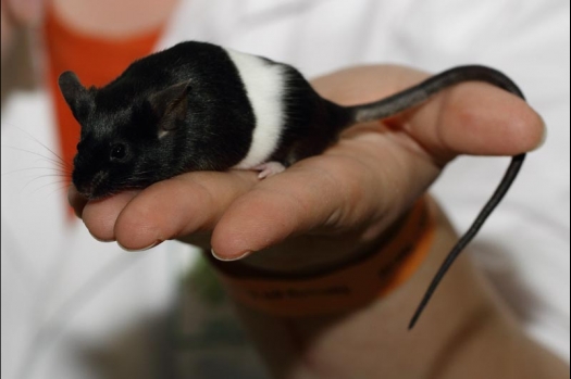 Dit zijn foto's gemaakt op de vijfde N.K.V. Bokaal, gehouden op 12 april 2015. Er waren ruim 260 knaagdieren ingeschreven. Op de foto's staan dit keer meer tamme ratten. De eerste keer dat ik Aly Bennink ratten zag keuren. De foto's zijn erg mooi geworden! Een Lakenvelder met gekleurde poten, rex gerbils, BEW rat, verkeerd gekleurde BEW wat ook wel BEC genoemd wordt. Helemaal top!
