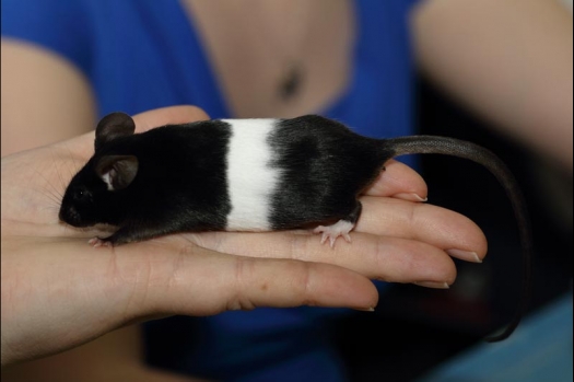 Dit zijn foto's gemaakt op de vijfde N.K.V. Bokaal, gehouden op 12 april 2015. Er waren ruim 260 knaagdieren ingeschreven. Op de foto's staan dit keer meer tamme ratten. De eerste keer dat ik Aly Bennink ratten zag keuren. De foto's zijn erg mooi geworden! Een Lakenvelder met gekleurde poten, rex gerbils, BEW rat, verkeerd gekleurde BEW wat ook wel BEC genoemd wordt. Helemaal top!
