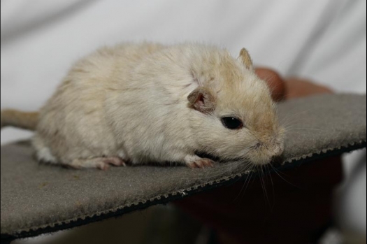 Dit zijn foto's gemaakt op de vijfde N.K.V. Bokaal, gehouden op 12 april 2015. Er waren ruim 260 knaagdieren ingeschreven. Op de foto's staan dit keer meer tamme ratten. De eerste keer dat ik Aly Bennink ratten zag keuren. De foto's zijn erg mooi geworden! Een Lakenvelder met gekleurde poten, rex gerbils, BEW rat, verkeerd gekleurde BEW wat ook wel BEC genoemd wordt. Helemaal top!
