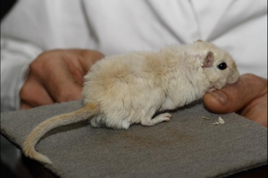 Dit zijn foto's gemaakt op de vijfde N.K.V. Bokaal, gehouden op 12 april 2015. Er waren ruim 260 knaagdieren ingeschreven. Op de foto's staan dit keer meer tamme ratten. De eerste keer dat ik Aly Bennink ratten zag keuren. De foto's zijn erg mooi geworden! Een Lakenvelder met gekleurde poten, rex gerbils, BEW rat, verkeerd gekleurde BEW wat ook wel BEC genoemd wordt. Helemaal top!
