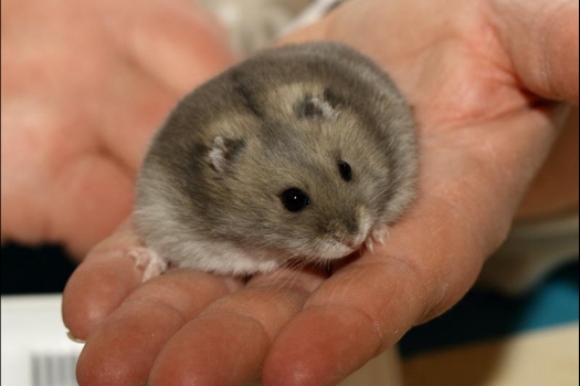 Dit zijn foto's gemaakt op de vijfde N.K.V. Bokaal, gehouden op 12 april 2015. Er waren ruim 260 knaagdieren ingeschreven. Op de foto's staan dit keer meer tamme ratten. De eerste keer dat ik Aly Bennink ratten zag keuren. De foto's zijn erg mooi geworden! Een Lakenvelder met gekleurde poten, rex gerbils, BEW rat, verkeerd gekleurde BEW wat ook wel BEC genoemd wordt. Helemaal top!
