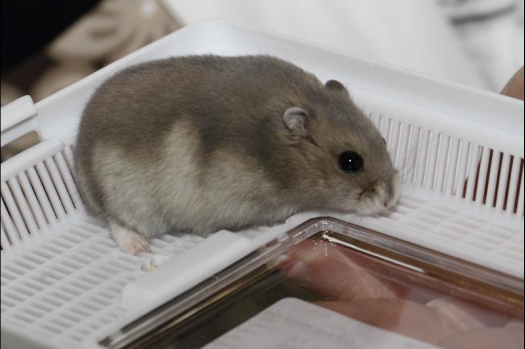 Dit zijn foto's gemaakt op de vijfde N.K.V. Bokaal, gehouden op 12 april 2015. Er waren ruim 260 knaagdieren ingeschreven. Op de foto's staan dit keer meer tamme ratten. De eerste keer dat ik Aly Bennink ratten zag keuren. De foto's zijn erg mooi geworden! Een Lakenvelder met gekleurde poten, rex gerbils, BEW rat, verkeerd gekleurde BEW wat ook wel BEC genoemd wordt. Helemaal top!
