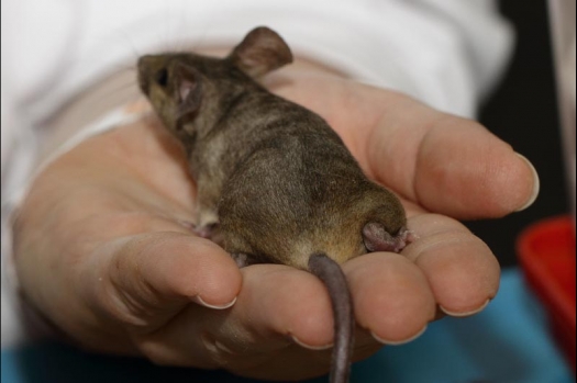 Dit zijn foto's gemaakt op de vijfde N.K.V. Bokaal, gehouden op 12 april 2015. Er waren ruim 260 knaagdieren ingeschreven. Op de foto's staan dit keer meer tamme ratten. De eerste keer dat ik Aly Bennink ratten zag keuren. De foto's zijn erg mooi geworden! Een Lakenvelder met gekleurde poten, rex gerbils, BEW rat, verkeerd gekleurde BEW wat ook wel BEC genoemd wordt. Helemaal top!
