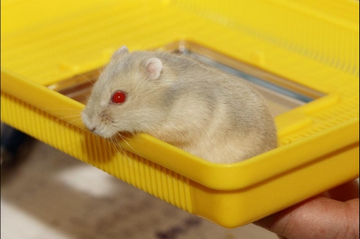 Dit zijn foto's gemaakt op de vijfde N.K.V. Bokaal, gehouden op 12 april 2015. Er waren ruim 260 knaagdieren ingeschreven. Op de foto's staan dit keer meer tamme ratten. De eerste keer dat ik Aly Bennink ratten zag keuren. De foto's zijn erg mooi geworden! Een Lakenvelder met gekleurde poten, rex gerbils, BEW rat, verkeerd gekleurde BEW wat ook wel BEC genoemd wordt. Helemaal top!
