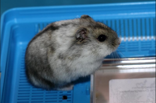 Dit zijn foto's gemaakt op de vijfde N.K.V. Bokaal, gehouden op 12 april 2015. Er waren ruim 260 knaagdieren ingeschreven. Op de foto's staan dit keer meer tamme ratten. De eerste keer dat ik Aly Bennink ratten zag keuren. De foto's zijn erg mooi geworden! Een Lakenvelder met gekleurde poten, rex gerbils, BEW rat, verkeerd gekleurde BEW wat ook wel BEC genoemd wordt. Helemaal top!
