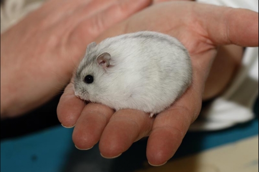 Dit zijn foto's gemaakt op de vijfde N.K.V. Bokaal, gehouden op 12 april 2015. Er waren ruim 260 knaagdieren ingeschreven. Op de foto's staan dit keer meer tamme ratten. De eerste keer dat ik Aly Bennink ratten zag keuren. De foto's zijn erg mooi geworden! Een Lakenvelder met gekleurde poten, rex gerbils, BEW rat, verkeerd gekleurde BEW wat ook wel BEC genoemd wordt. Helemaal top!
