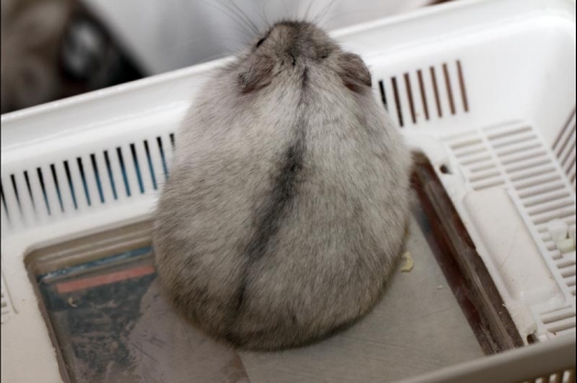 Dit zijn foto's gemaakt op de vijfde N.K.V. Bokaal, gehouden op 12 april 2015. Er waren ruim 260 knaagdieren ingeschreven. Op de foto's staan dit keer meer tamme ratten. De eerste keer dat ik Aly Bennink ratten zag keuren. De foto's zijn erg mooi geworden! Een Lakenvelder met gekleurde poten, rex gerbils, BEW rat, verkeerd gekleurde BEW wat ook wel BEC genoemd wordt. Helemaal top!
