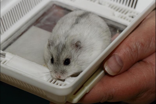 Dit zijn foto's gemaakt op de vijfde N.K.V. Bokaal, gehouden op 12 april 2015. Er waren ruim 260 knaagdieren ingeschreven. Op de foto's staan dit keer meer tamme ratten. De eerste keer dat ik Aly Bennink ratten zag keuren. De foto's zijn erg mooi geworden! Een Lakenvelder met gekleurde poten, rex gerbils, BEW rat, verkeerd gekleurde BEW wat ook wel BEC genoemd wordt. Helemaal top!
