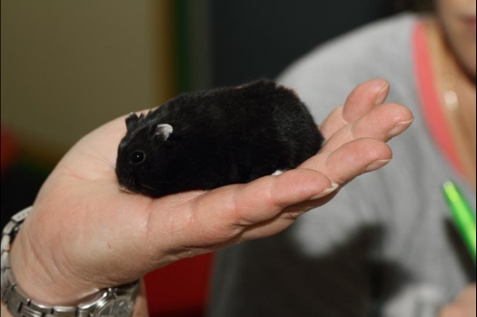 Dit zijn foto's gemaakt op de vijfde N.K.V. Bokaal, gehouden op 12 april 2015. Er waren ruim 260 knaagdieren ingeschreven. Op de foto's staan dit keer meer tamme ratten. De eerste keer dat ik Aly Bennink ratten zag keuren. De foto's zijn erg mooi geworden! Een Lakenvelder met gekleurde poten, rex gerbils, BEW rat, verkeerd gekleurde BEW wat ook wel BEC genoemd wordt. Helemaal top!
