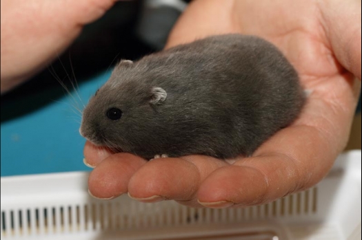 Dit zijn foto's gemaakt op de vijfde N.K.V. Bokaal, gehouden op 12 april 2015. Er waren ruim 260 knaagdieren ingeschreven. Op de foto's staan dit keer meer tamme ratten. De eerste keer dat ik Aly Bennink ratten zag keuren. De foto's zijn erg mooi geworden! Een Lakenvelder met gekleurde poten, rex gerbils, BEW rat, verkeerd gekleurde BEW wat ook wel BEC genoemd wordt. Helemaal top!
