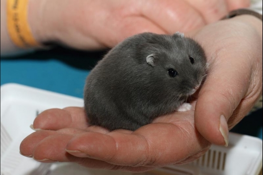 Dit zijn foto's gemaakt op de vijfde N.K.V. Bokaal, gehouden op 12 april 2015. Er waren ruim 260 knaagdieren ingeschreven. Op de foto's staan dit keer meer tamme ratten. De eerste keer dat ik Aly Bennink ratten zag keuren. De foto's zijn erg mooi geworden! Een Lakenvelder met gekleurde poten, rex gerbils, BEW rat, verkeerd gekleurde BEW wat ook wel BEC genoemd wordt. Helemaal top!
