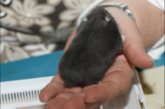 Dit zijn foto's gemaakt op de vijfde N.K.V. Bokaal, gehouden op 12 april 2015. Er waren ruim 260 knaagdieren ingeschreven. Op de foto's staan dit keer meer tamme ratten. De eerste keer dat ik Aly Bennink ratten zag keuren. De foto's zijn erg mooi geworden! Een Lakenvelder met gekleurde poten, rex gerbils, BEW rat, verkeerd gekleurde BEW wat ook wel BEC genoemd wordt. Helemaal top!
