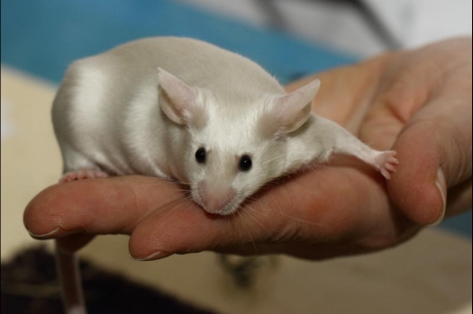 Dit zijn foto's gemaakt op de vijfde N.K.V. Bokaal, gehouden op 12 april 2015. Er waren ruim 260 knaagdieren ingeschreven. Op de foto's staan dit keer meer tamme ratten. De eerste keer dat ik Aly Bennink ratten zag keuren. De foto's zijn erg mooi geworden! Een Lakenvelder met gekleurde poten, rex gerbils, BEW rat, verkeerd gekleurde BEW wat ook wel BEC genoemd wordt. Helemaal top!
