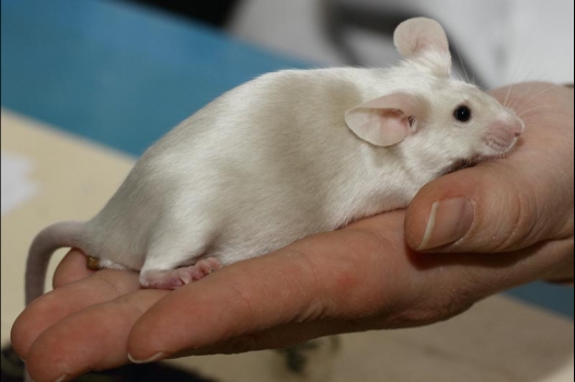 Dit zijn foto's gemaakt op de vijfde N.K.V. Bokaal, gehouden op 12 april 2015. Er waren ruim 260 knaagdieren ingeschreven. Op de foto's staan dit keer meer tamme ratten. De eerste keer dat ik Aly Bennink ratten zag keuren. De foto's zijn erg mooi geworden! Een Lakenvelder met gekleurde poten, rex gerbils, BEW rat, verkeerd gekleurde BEW wat ook wel BEC genoemd wordt. Helemaal top!
