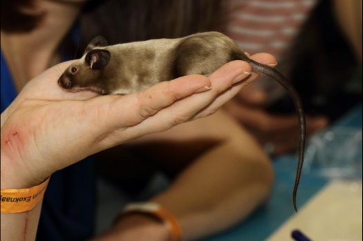 Dit zijn foto's gemaakt op de vijfde N.K.V. Bokaal, gehouden op 12 april 2015. Er waren ruim 260 knaagdieren ingeschreven. Op de foto's staan dit keer meer tamme ratten. De eerste keer dat ik Aly Bennink ratten zag keuren. De foto's zijn erg mooi geworden! Een Lakenvelder met gekleurde poten, rex gerbils, BEW rat, verkeerd gekleurde BEW wat ook wel BEC genoemd wordt. Helemaal top!
