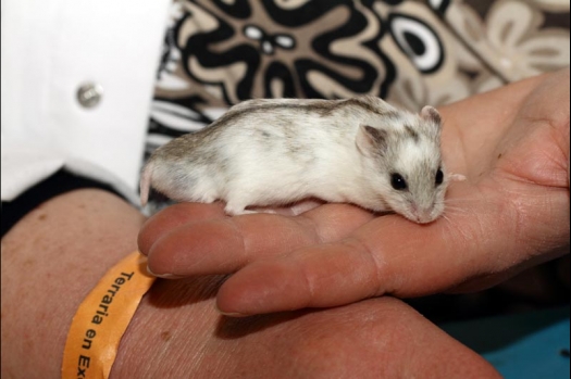 Dit zijn foto's gemaakt op de vijfde N.K.V. Bokaal, gehouden op 12 april 2015. Er waren ruim 260 knaagdieren ingeschreven. Op de foto's staan dit keer meer tamme ratten. De eerste keer dat ik Aly Bennink ratten zag keuren. De foto's zijn erg mooi geworden! Een Lakenvelder met gekleurde poten, rex gerbils, BEW rat, verkeerd gekleurde BEW wat ook wel BEC genoemd wordt. Helemaal top!
