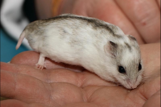 Dit zijn foto's gemaakt op de vijfde N.K.V. Bokaal, gehouden op 12 april 2015. Er waren ruim 260 knaagdieren ingeschreven. Op de foto's staan dit keer meer tamme ratten. De eerste keer dat ik Aly Bennink ratten zag keuren. De foto's zijn erg mooi geworden! Een Lakenvelder met gekleurde poten, rex gerbils, BEW rat, verkeerd gekleurde BEW wat ook wel BEC genoemd wordt. Helemaal top!
