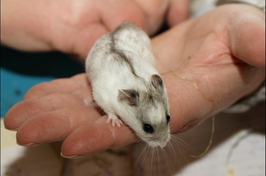 Dit zijn foto's gemaakt op de vijfde N.K.V. Bokaal, gehouden op 12 april 2015. Er waren ruim 260 knaagdieren ingeschreven. Op de foto's staan dit keer meer tamme ratten. De eerste keer dat ik Aly Bennink ratten zag keuren. De foto's zijn erg mooi geworden! Een Lakenvelder met gekleurde poten, rex gerbils, BEW rat, verkeerd gekleurde BEW wat ook wel BEC genoemd wordt. Helemaal top!
