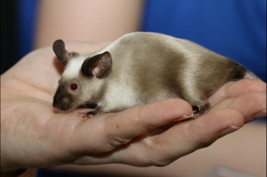 Dit zijn foto's gemaakt op de vijfde N.K.V. Bokaal, gehouden op 12 april 2015. Er waren ruim 260 knaagdieren ingeschreven. Op de foto's staan dit keer meer tamme ratten. De eerste keer dat ik Aly Bennink ratten zag keuren. De foto's zijn erg mooi geworden! Een Lakenvelder met gekleurde poten, rex gerbils, BEW rat, verkeerd gekleurde BEW wat ook wel BEC genoemd wordt. Helemaal top!
