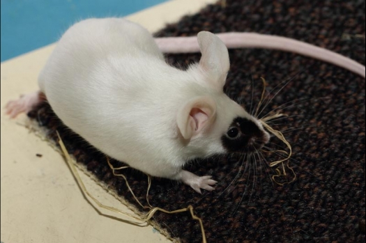 Dit zijn foto's gemaakt op de vijfde N.K.V. Bokaal, gehouden op 12 april 2015. Er waren ruim 260 knaagdieren ingeschreven. Op de foto's staan dit keer meer tamme ratten. De eerste keer dat ik Aly Bennink ratten zag keuren. De foto's zijn erg mooi geworden! Een Lakenvelder met gekleurde poten, rex gerbils, BEW rat, verkeerd gekleurde BEW wat ook wel BEC genoemd wordt. Helemaal top!
