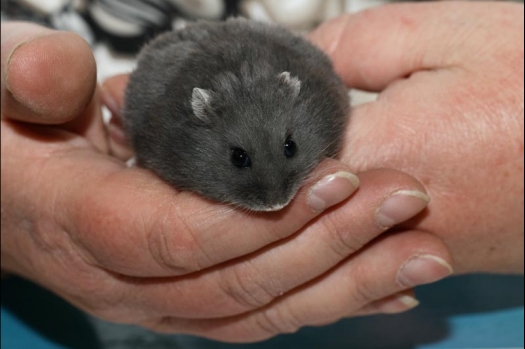 Dit zijn foto's gemaakt op de vijfde N.K.V. Bokaal, gehouden op 12 april 2015. Er waren ruim 260 knaagdieren ingeschreven. Op de foto's staan dit keer meer tamme ratten. De eerste keer dat ik Aly Bennink ratten zag keuren. De foto's zijn erg mooi geworden! Een Lakenvelder met gekleurde poten, rex gerbils, BEW rat, verkeerd gekleurde BEW wat ook wel BEC genoemd wordt. Helemaal top!
