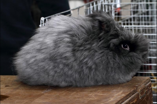 Dit zijn foto's gemaakt op de vijfde N.K.V. Bokaal, gehouden op 12 april 2015. Er waren ruim 260 knaagdieren ingeschreven. Op de foto's staan dit keer meer tamme ratten. De eerste keer dat ik Aly Bennink ratten zag keuren. De foto's zijn erg mooi geworden! Een Lakenvelder met gekleurde poten, rex gerbils, BEW rat, verkeerd gekleurde BEW wat ook wel BEC genoemd wordt. Helemaal top!
