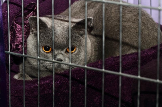 Dit zijn foto's gemaakt op de vijfde N.K.V. Bokaal, gehouden op 12 april 2015. Er waren ruim 260 knaagdieren ingeschreven. Op de foto's staan dit keer meer tamme ratten. De eerste keer dat ik Aly Bennink ratten zag keuren. De foto's zijn erg mooi geworden! Een Lakenvelder met gekleurde poten, rex gerbils, BEW rat, verkeerd gekleurde BEW wat ook wel BEC genoemd wordt. Helemaal top!
