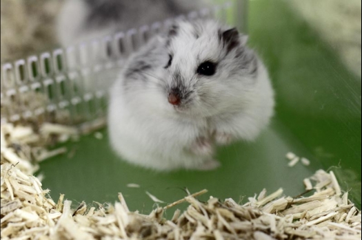 Dit zijn foto's gemaakt op de vijfde N.K.V. Bokaal, gehouden op 12 april 2015. Er waren ruim 260 knaagdieren ingeschreven. Op de foto's staan dit keer meer tamme ratten. De eerste keer dat ik Aly Bennink ratten zag keuren. De foto's zijn erg mooi geworden! Een Lakenvelder met gekleurde poten, rex gerbils, BEW rat, verkeerd gekleurde BEW wat ook wel BEC genoemd wordt. Helemaal top!
