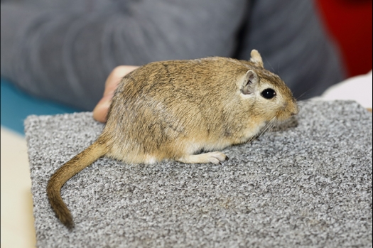 Dit zijn foto's gemaakt op de zesde N.K.V. Bokaal, gehouden op 6 december 2015. Er waren ruim 340 knaagdieren ingeschreven. Bijzonder aantal voor december! De foto's zijn erg mooi geworden! Fons Verrijdt keurde de Syrische hamsters en lette dit keer extra op de ondervacht. Van diverse exemplaren is daarvan foto's gemaakt. Er zitten ook muizen bij zonder snorharen. Katja heeft deze afgekeurd.
