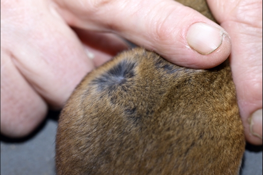 Dit zijn foto's gemaakt op de zesde N.K.V. Bokaal, gehouden op 6 december 2015. Er waren ruim 340 knaagdieren ingeschreven. Bijzonder aantal voor december! De foto's zijn erg mooi geworden! Fons Verrijdt keurde de Syrische hamsters en lette dit keer extra op de ondervacht. Van diverse exemplaren is daarvan foto's gemaakt. Er zitten ook muizen bij zonder snorharen. Katja heeft deze afgekeurd.
