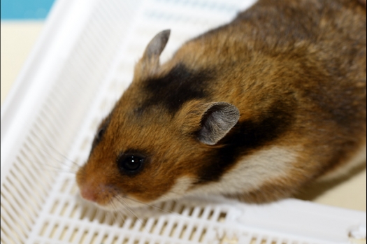 Dit zijn foto's gemaakt op de zesde N.K.V. Bokaal, gehouden op 6 december 2015. Er waren ruim 340 knaagdieren ingeschreven. Bijzonder aantal voor december! De foto's zijn erg mooi geworden! Fons Verrijdt keurde de Syrische hamsters en lette dit keer extra op de ondervacht. Van diverse exemplaren is daarvan foto's gemaakt. Er zitten ook muizen bij zonder snorharen. Katja heeft deze afgekeurd.
