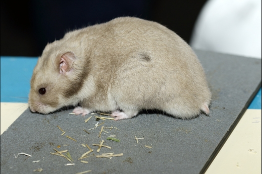 Dit zijn foto's gemaakt op de zesde N.K.V. Bokaal, gehouden op 6 december 2015. Er waren ruim 340 knaagdieren ingeschreven. Bijzonder aantal voor december! De foto's zijn erg mooi geworden! Fons Verrijdt keurde de Syrische hamsters en lette dit keer extra op de ondervacht. Van diverse exemplaren is daarvan foto's gemaakt. Er zitten ook muizen bij zonder snorharen. Katja heeft deze afgekeurd.
