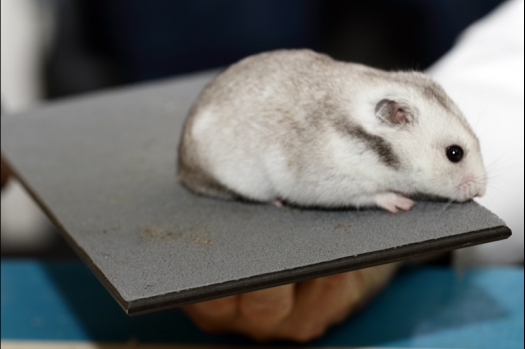 Dit zijn foto's gemaakt op de zesde N.K.V. Bokaal, gehouden op 6 december 2015. Er waren ruim 340 knaagdieren ingeschreven. Bijzonder aantal voor december! De foto's zijn erg mooi geworden! Fons Verrijdt keurde de Syrische hamsters en lette dit keer extra op de ondervacht. Van diverse exemplaren is daarvan foto's gemaakt. Er zitten ook muizen bij zonder snorharen. Katja heeft deze afgekeurd.
