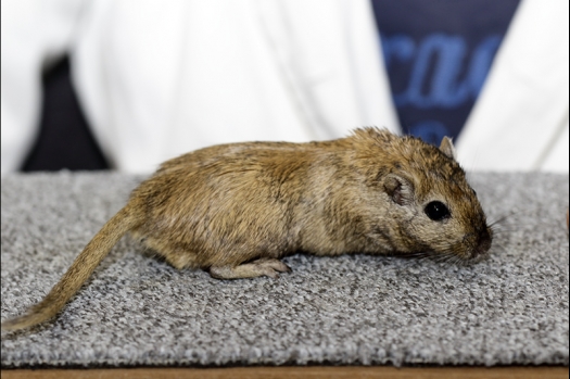Dit zijn foto's gemaakt op de zesde N.K.V. Bokaal, gehouden op 6 december 2015. Er waren ruim 340 knaagdieren ingeschreven. Bijzonder aantal voor december! De foto's zijn erg mooi geworden! Fons Verrijdt keurde de Syrische hamsters en lette dit keer extra op de ondervacht. Van diverse exemplaren is daarvan foto's gemaakt. Er zitten ook muizen bij zonder snorharen. Katja heeft deze afgekeurd.
