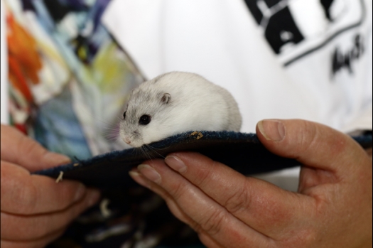 Dit zijn foto's gemaakt op de zesde N.K.V. Bokaal, gehouden op 6 december 2015. Er waren ruim 340 knaagdieren ingeschreven. Bijzonder aantal voor december! De foto's zijn erg mooi geworden! Fons Verrijdt keurde de Syrische hamsters en lette dit keer extra op de ondervacht. Van diverse exemplaren is daarvan foto's gemaakt. Er zitten ook muizen bij zonder snorharen. Katja heeft deze afgekeurd.
