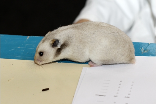 Dit zijn foto's gemaakt op de zesde N.K.V. Bokaal, gehouden op 6 december 2015. Er waren ruim 340 knaagdieren ingeschreven. Bijzonder aantal voor december! De foto's zijn erg mooi geworden! Fons Verrijdt keurde de Syrische hamsters en lette dit keer extra op de ondervacht. Van diverse exemplaren is daarvan foto's gemaakt. Er zitten ook muizen bij zonder snorharen. Katja heeft deze afgekeurd.
