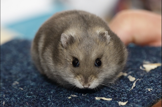 Dit zijn foto's gemaakt op de zesde N.K.V. Bokaal, gehouden op 6 december 2015. Er waren ruim 340 knaagdieren ingeschreven. Bijzonder aantal voor december! De foto's zijn erg mooi geworden! Fons Verrijdt keurde de Syrische hamsters en lette dit keer extra op de ondervacht. Van diverse exemplaren is daarvan foto's gemaakt. Er zitten ook muizen bij zonder snorharen. Katja heeft deze afgekeurd.
