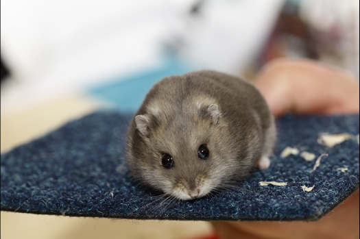 Dit zijn foto's gemaakt op de zesde N.K.V. Bokaal, gehouden op 6 december 2015. Er waren ruim 340 knaagdieren ingeschreven. Bijzonder aantal voor december! De foto's zijn erg mooi geworden! Fons Verrijdt keurde de Syrische hamsters en lette dit keer extra op de ondervacht. Van diverse exemplaren is daarvan foto's gemaakt. Er zitten ook muizen bij zonder snorharen. Katja heeft deze afgekeurd.
