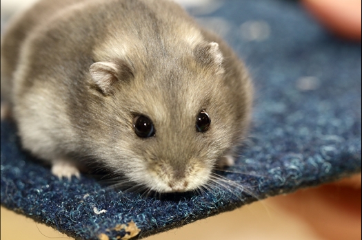 Dit zijn foto's gemaakt op de zesde N.K.V. Bokaal, gehouden op 6 december 2015. Er waren ruim 340 knaagdieren ingeschreven. Bijzonder aantal voor december! De foto's zijn erg mooi geworden! Fons Verrijdt keurde de Syrische hamsters en lette dit keer extra op de ondervacht. Van diverse exemplaren is daarvan foto's gemaakt. Er zitten ook muizen bij zonder snorharen. Katja heeft deze afgekeurd.
