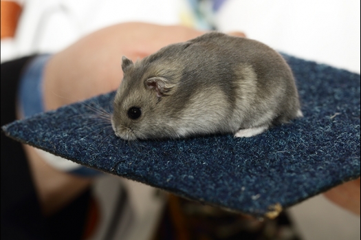 Dit zijn foto's gemaakt op de zesde N.K.V. Bokaal, gehouden op 6 december 2015. Er waren ruim 340 knaagdieren ingeschreven. Bijzonder aantal voor december! De foto's zijn erg mooi geworden! Fons Verrijdt keurde de Syrische hamsters en lette dit keer extra op de ondervacht. Van diverse exemplaren is daarvan foto's gemaakt. Er zitten ook muizen bij zonder snorharen. Katja heeft deze afgekeurd.
