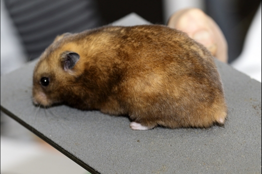 Dit zijn foto's gemaakt op de zesde N.K.V. Bokaal, gehouden op 6 december 2015. Er waren ruim 340 knaagdieren ingeschreven. Bijzonder aantal voor december! De foto's zijn erg mooi geworden! Fons Verrijdt keurde de Syrische hamsters en lette dit keer extra op de ondervacht. Van diverse exemplaren is daarvan foto's gemaakt. Er zitten ook muizen bij zonder snorharen. Katja heeft deze afgekeurd.
