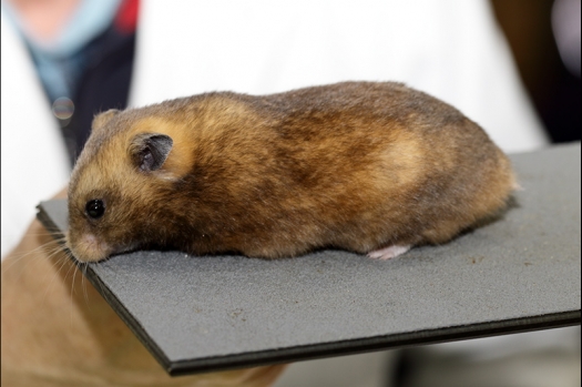 Dit zijn foto's gemaakt op de zesde N.K.V. Bokaal, gehouden op 6 december 2015. Er waren ruim 340 knaagdieren ingeschreven. Bijzonder aantal voor december! De foto's zijn erg mooi geworden! Fons Verrijdt keurde de Syrische hamsters en lette dit keer extra op de ondervacht. Van diverse exemplaren is daarvan foto's gemaakt. Er zitten ook muizen bij zonder snorharen. Katja heeft deze afgekeurd.
