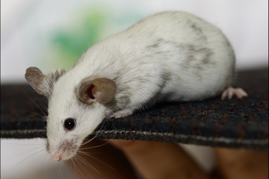 Dit zijn foto's gemaakt op de zesde N.K.V. Bokaal, gehouden op 6 december 2015. Er waren ruim 340 knaagdieren ingeschreven. Bijzonder aantal voor december! De foto's zijn erg mooi geworden! Fons Verrijdt keurde de Syrische hamsters en lette dit keer extra op de ondervacht. Van diverse exemplaren is daarvan foto's gemaakt. Er zitten ook muizen bij zonder snorharen. Katja heeft deze afgekeurd.
