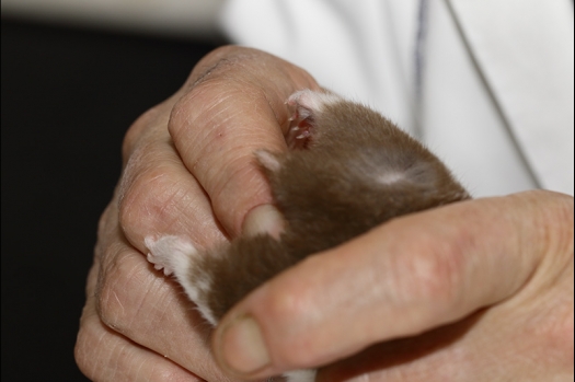 Dit zijn foto's gemaakt op de zesde N.K.V. Bokaal, gehouden op 6 december 2015. Er waren ruim 340 knaagdieren ingeschreven. Bijzonder aantal voor december! De foto's zijn erg mooi geworden! Fons Verrijdt keurde de Syrische hamsters en lette dit keer extra op de ondervacht. Van diverse exemplaren is daarvan foto's gemaakt. Er zitten ook muizen bij zonder snorharen. Katja heeft deze afgekeurd.
