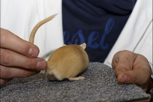 Dit zijn foto's gemaakt op de zesde N.K.V. Bokaal, gehouden op 6 december 2015. Er waren ruim 340 knaagdieren ingeschreven. Bijzonder aantal voor december! De foto's zijn erg mooi geworden! Fons Verrijdt keurde de Syrische hamsters en lette dit keer extra op de ondervacht. Van diverse exemplaren is daarvan foto's gemaakt. Er zitten ook muizen bij zonder snorharen. Katja heeft deze afgekeurd.
