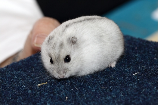 Dit zijn foto's gemaakt op de zesde N.K.V. Bokaal, gehouden op 6 december 2015. Er waren ruim 340 knaagdieren ingeschreven. Bijzonder aantal voor december! De foto's zijn erg mooi geworden! Fons Verrijdt keurde de Syrische hamsters en lette dit keer extra op de ondervacht. Van diverse exemplaren is daarvan foto's gemaakt. Er zitten ook muizen bij zonder snorharen. Katja heeft deze afgekeurd.
