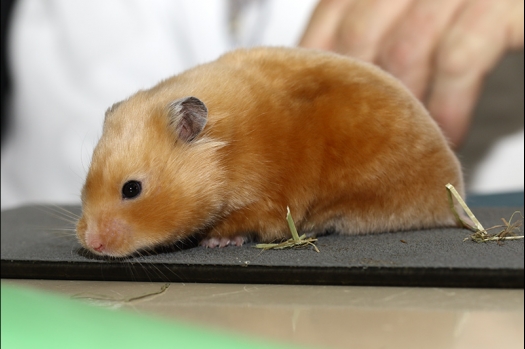 Dit zijn foto's gemaakt op de zesde N.K.V. Bokaal, gehouden op 6 december 2015. Er waren ruim 340 knaagdieren ingeschreven. Bijzonder aantal voor december! De foto's zijn erg mooi geworden! Fons Verrijdt keurde de Syrische hamsters en lette dit keer extra op de ondervacht. Van diverse exemplaren is daarvan foto's gemaakt. Er zitten ook muizen bij zonder snorharen. Katja heeft deze afgekeurd.
